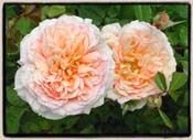 a peach colored shrub with highly scented 4" blooms