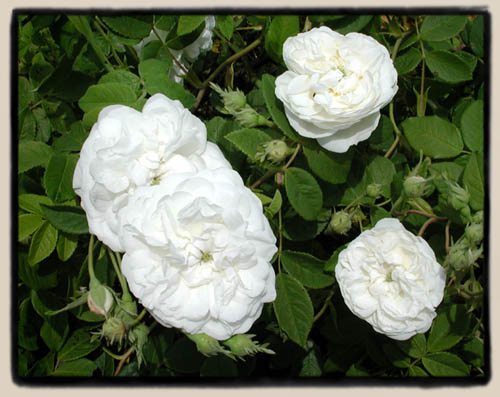 'Armide'