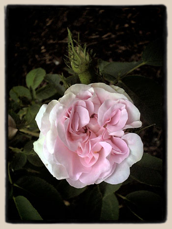 Great Maiden's Blush