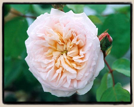 'Royal Blush'