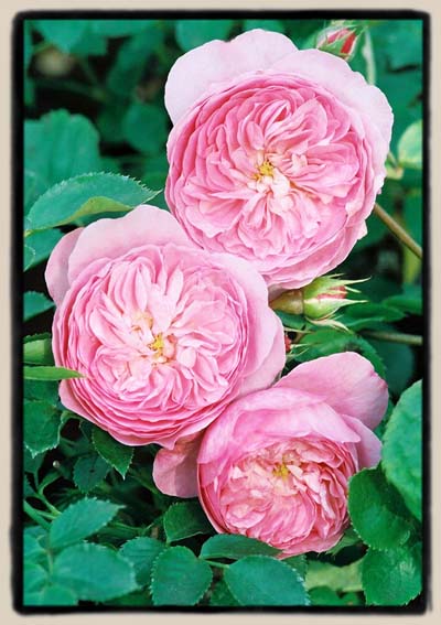 'Mayor of Casterbridge'