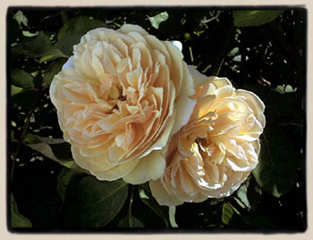Sweet Juliet