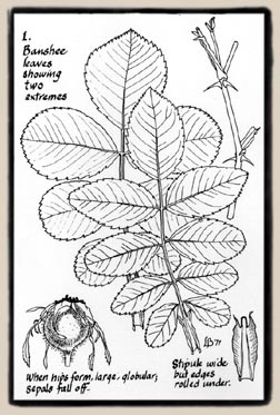 Leonie Bell's illustration of Banshee's foliage