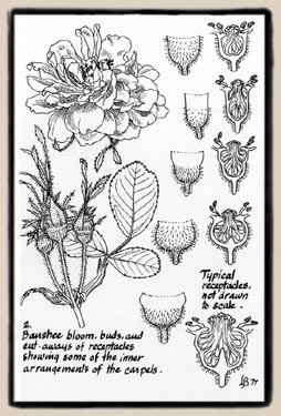 Leonie Bell's illustration of bloom and buds