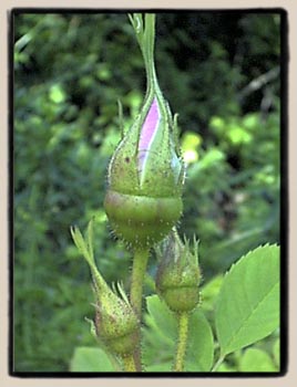 Close-up of Banshee's buds