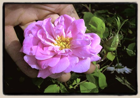 An open bloom of my clone of Banshee