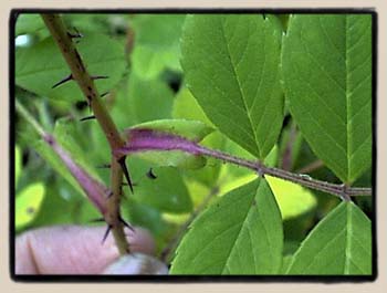 Detail of stipules and thorns