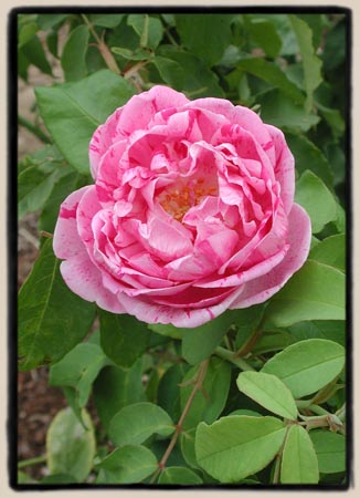 Honorine de Brabant
