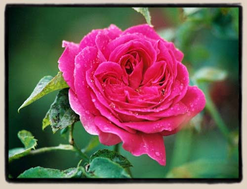 'Souvenir de President Lincoln'