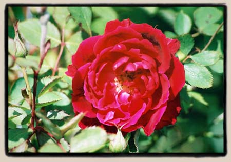 'Gruss an Teplitz'