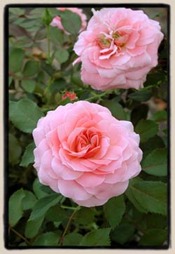 a new un-named seedling from Rosa bracteata