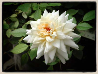 a new un-named seedling from Rosa bracteata