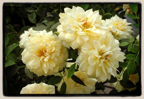 a new un-named seedling from Rosa bracteata