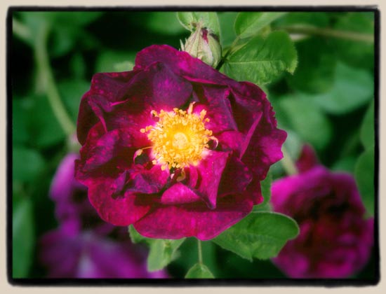 'Alain Blanchard'