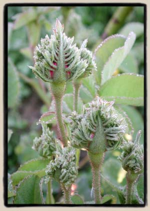 Detail of the buds.