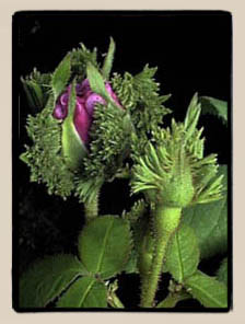 R. centifolia cristata