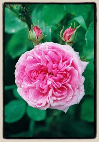 'Comte de Chambord'