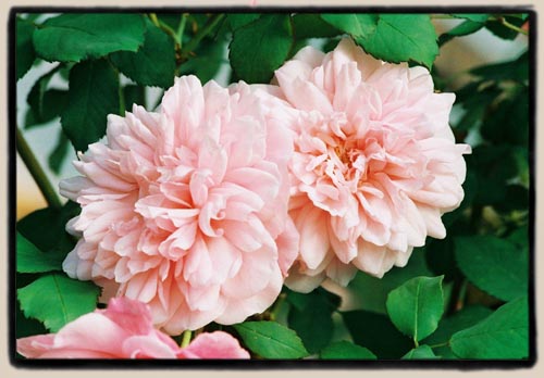 'Irene Watts'