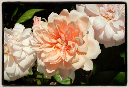 Perle d'Or