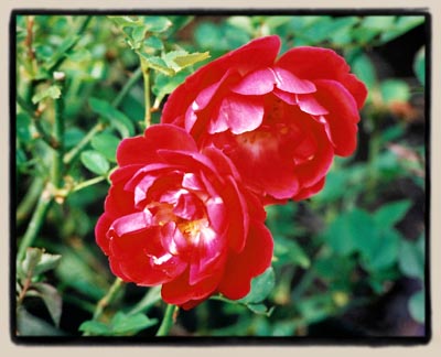 'Slater's Crimson China'
