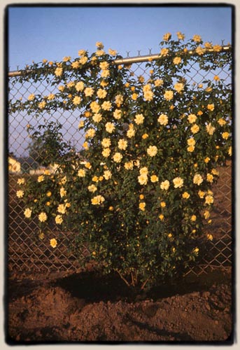 Climbing Yellow Sweetheart