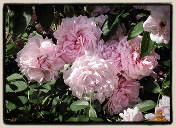 'Annie Laurie McDowell'