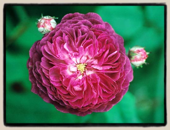 Russelliana