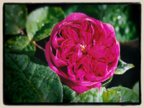 Rose de Rescht