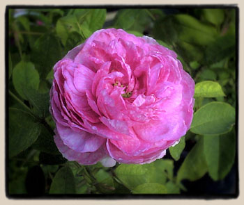 Marbree seedling #2