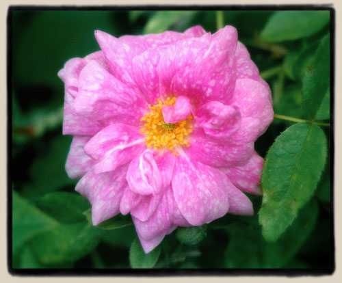 Marbr&eacute;e seedling #4