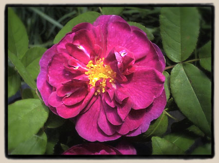 Marbr&eacute;e seedling #5