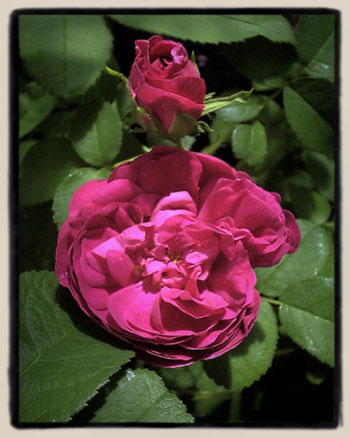Rosa damascena semperflorens