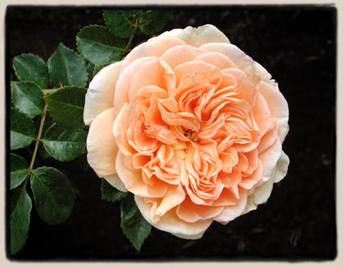 "Abraham Darby' seedling