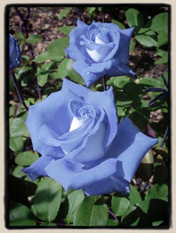 'D&eacute;tresse Bleu'