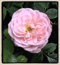 'Dresden Doll'