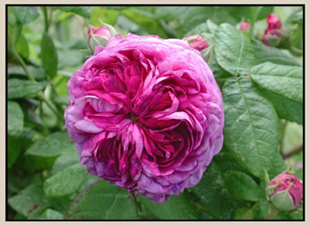 One of my best Gallica hybrids