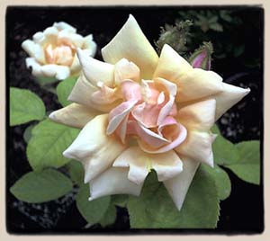 'Gabriel Noyelle'