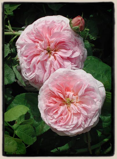 'Allegra'