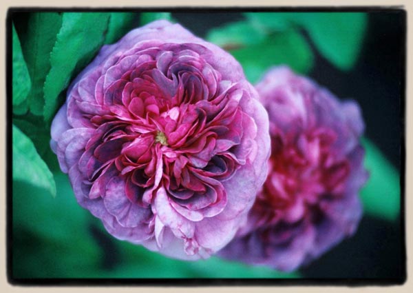 un-named Gallica hybrid