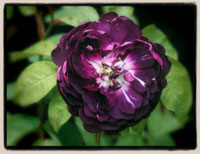 'Cardinal de Richelieu'