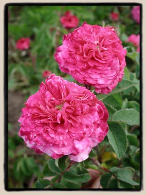 'Cramoisi Picotee'