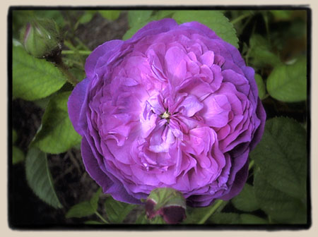Belle de Crecy