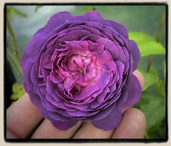 Belle de Crecy