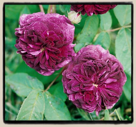 "Deep Purple"