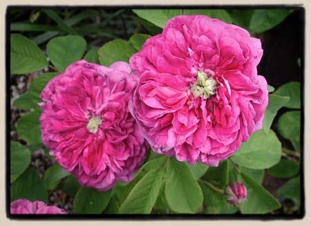 'Duc de Guiche'