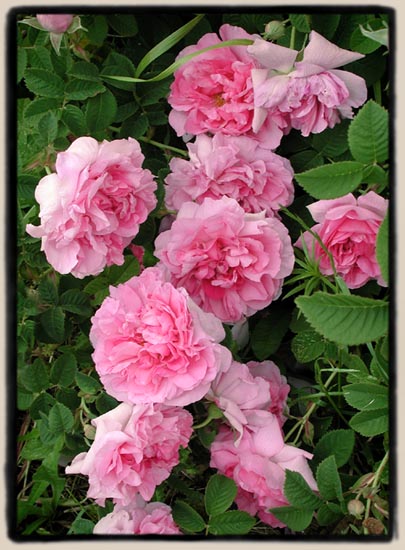 Empress Josephine