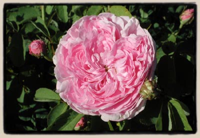 'Gloire de France'