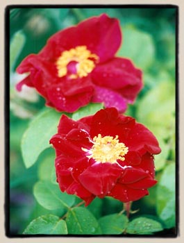 'James Mason'