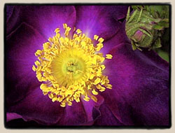 'La Belle Sultane'