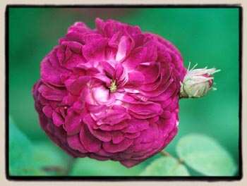 an unnamed Gallica hybrid, grown from seed